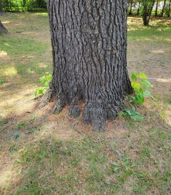 509417913_122108826056905388_1423921010661402628_n